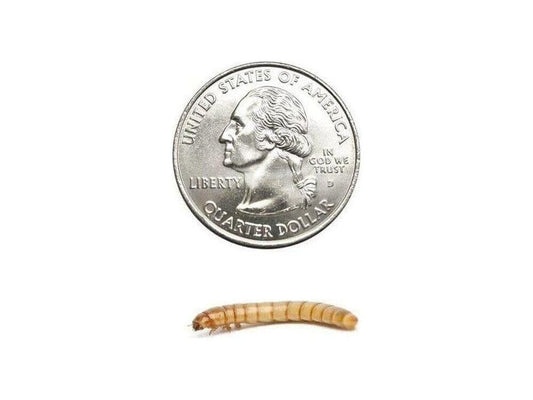 Large Mealworm 1,000ct Auction