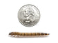 Superworms FREE SHIPPING