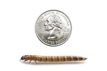 Premium Superworms For Sale » DubiaRoaches.com – Dubia.com