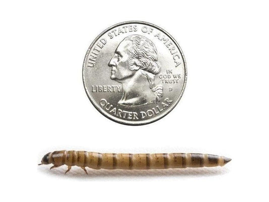 Large Superworm 250ct Auction