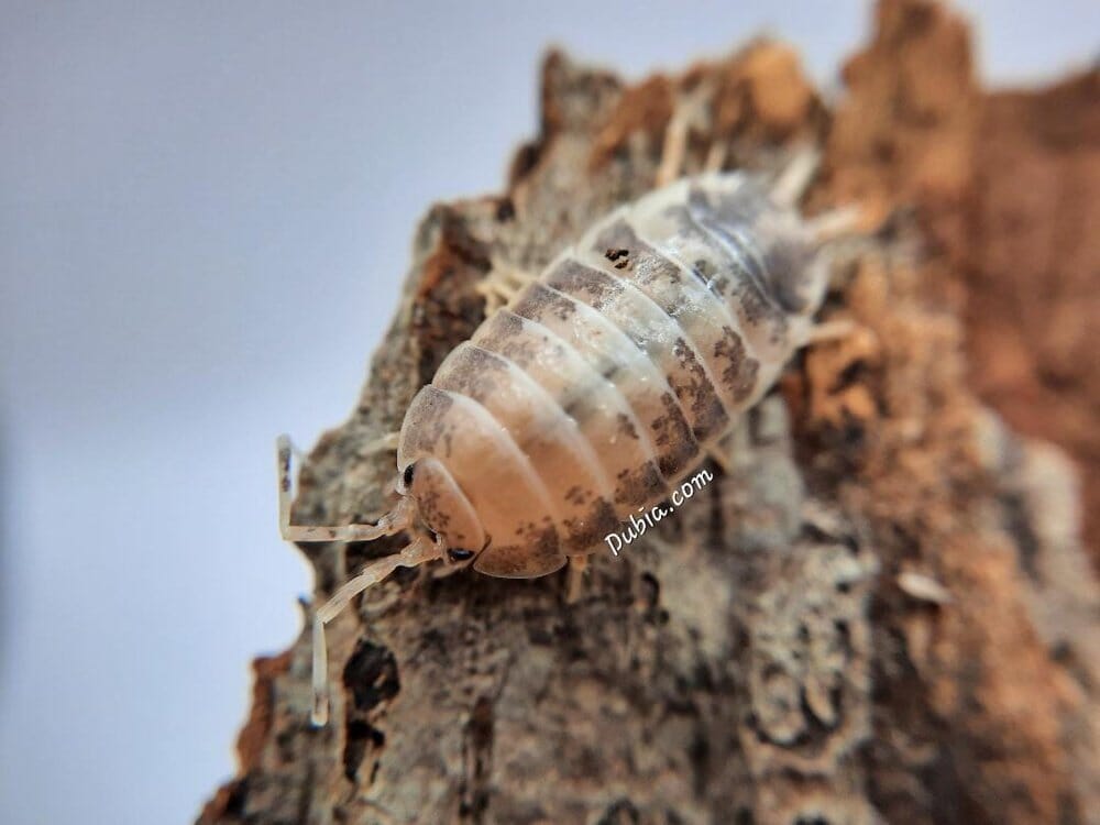 Porcellio laevis "Milkback" Isopods Reptile & Amphibian Supplies DubiaRoaches.com 