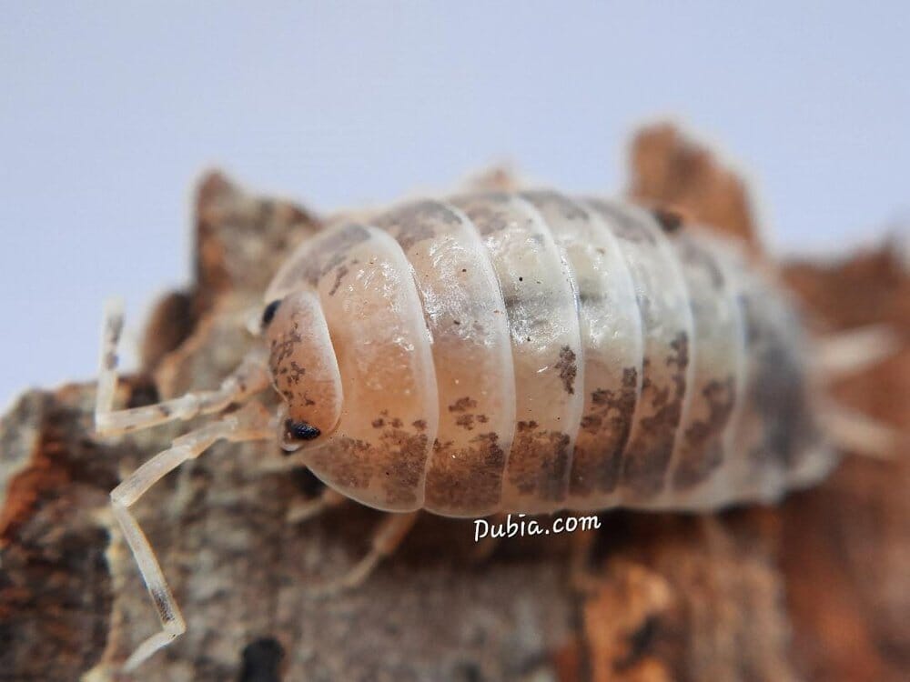 Porcellio laevis "Milkback" Isopods Reptile & Amphibian Supplies DubiaRoaches.com