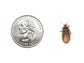 Medium 5/8" Dubia dubia roaches DubiaRoaches.com
