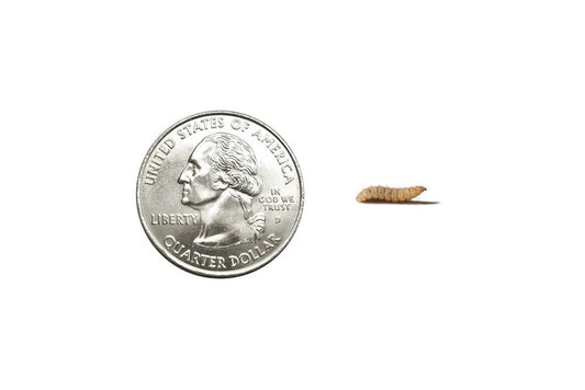 Medium Soldier Fly Larvae FREE SHIPPING nutrigrubs DubiaRoaches.com 