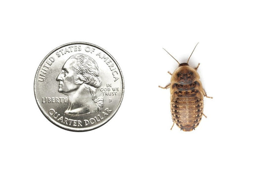 Medium 3/4" Dubia FREE SHIPPING dubia roaches DubiaRoaches.com 