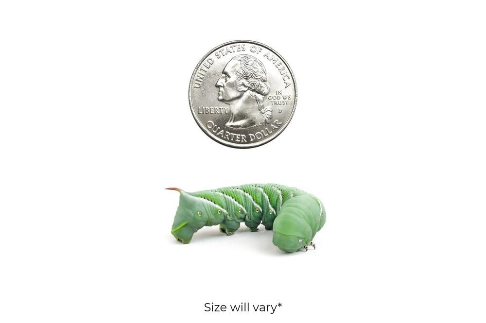 Hornworms Reptile & Amphibian Food Dubia.com Medium 12ct 