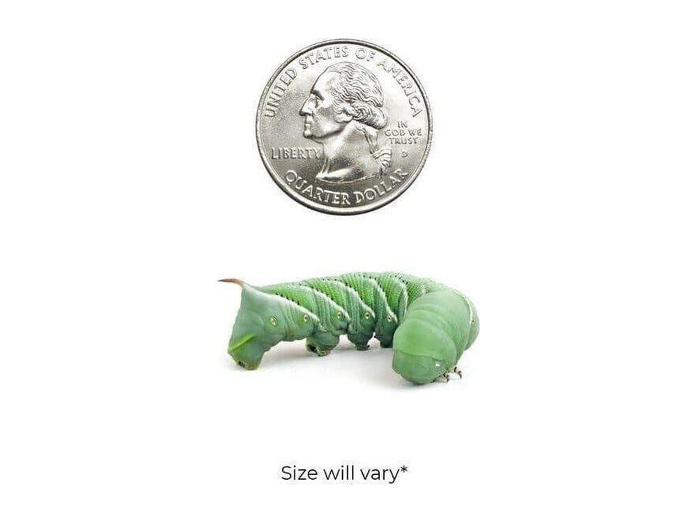 Medium Hornworm 24ct Case Of 12 Auction