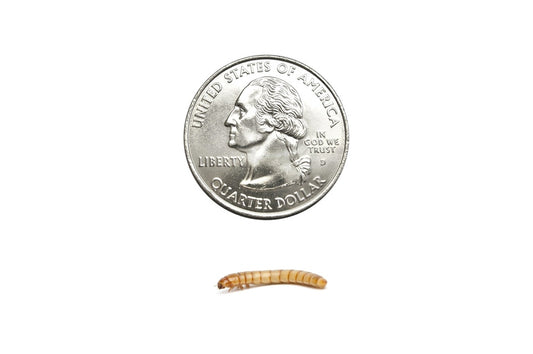 Medium Mealworms