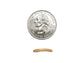 Medium Mealworms mealworms DubiaRoaches.com