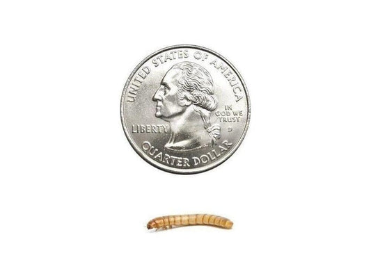 Medium Mealworm 1,000ct Auction