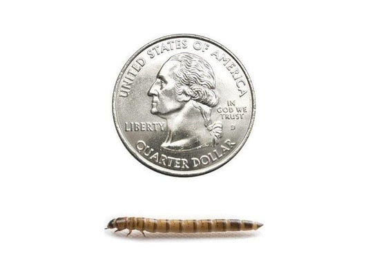 Medium Superworm 500ct Auction