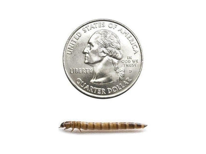 Superworms superworms DubiaRoaches.com Medium 1000