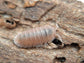 Cubaris Murina "Papaya" Isopods Reptile & Amphibian Supplies DubiaRoaches.com