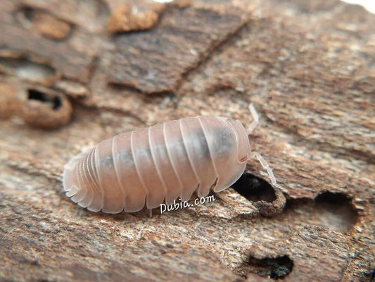 "Papaya" Isopods Cubaris Murina 100ct Auction