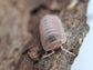 Cubaris Murina "Papaya" Isopods Reptile & Amphibian Supplies DubiaRoaches.com 