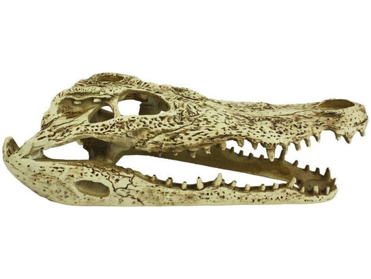 Komodo Alligator Skull Hideout Komodo