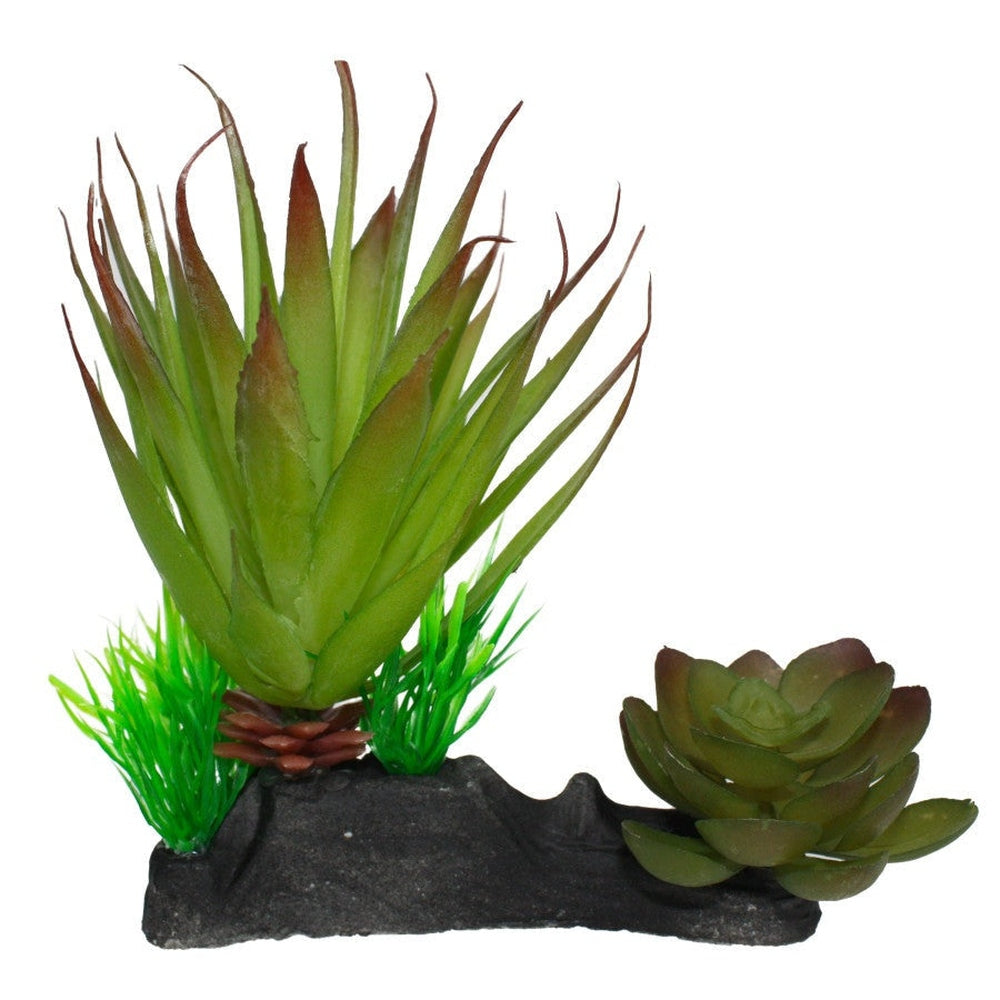 Komodo Succulent Plant 1ea/One Size reptile supplies Komodo