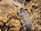 "Oreo Crumble" Isopods (Porcellionoides pruinosus) Reptile & Amphibian Supplies RPG 
