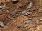 "Oreo Crumble" Isopods (Porcellionoides pruinosus) Reptile & Amphibian Supplies RPG 