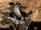 "Oreo Crumble" Isopods (Porcellionoides pruinosus) Reptile & Amphibian Supplies RPG 