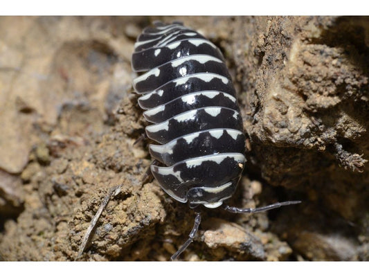 Zebra Armadillidium maculatum Isopods 10ct Auction