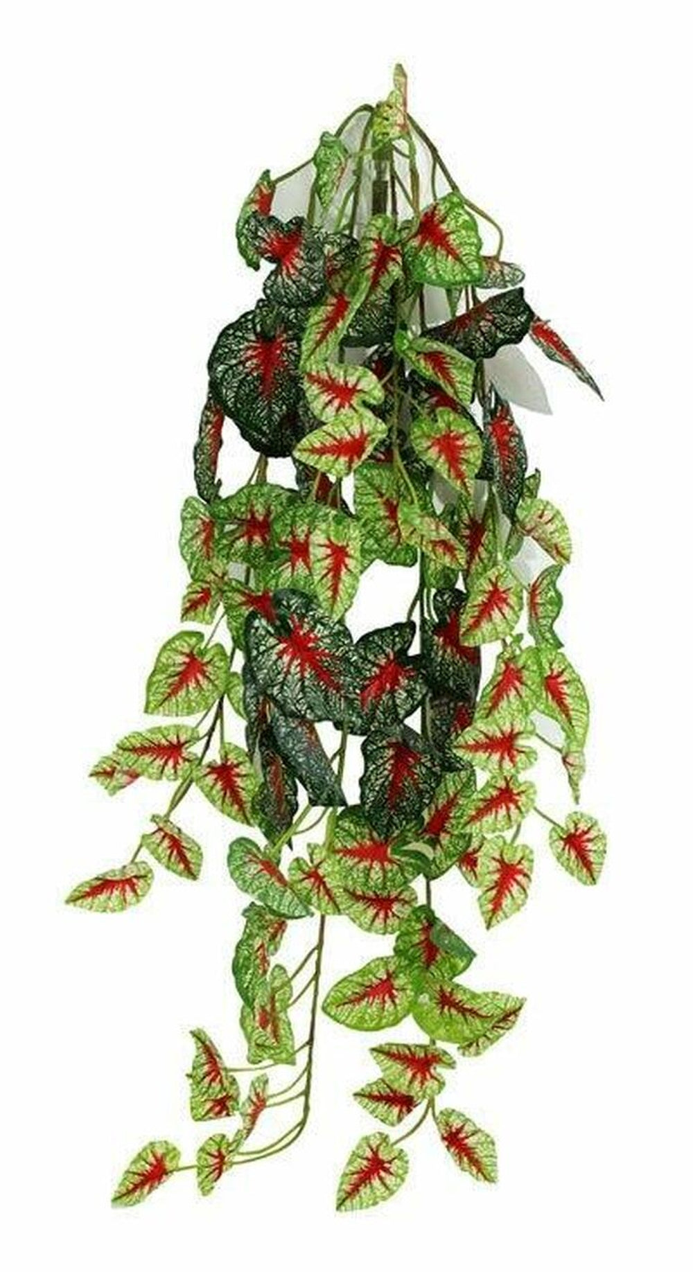 Pangea Hanging Bush Caladium 24inch