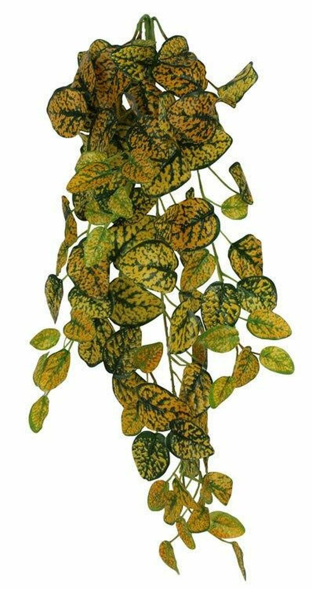 Pangea Hanging Bush Japanese Laurel 24inch