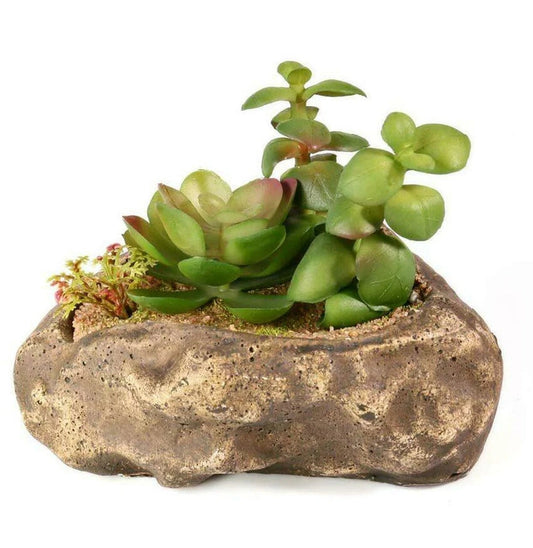 Pangea Succulent Garden #2 Animals & Pet Supplies Pangea