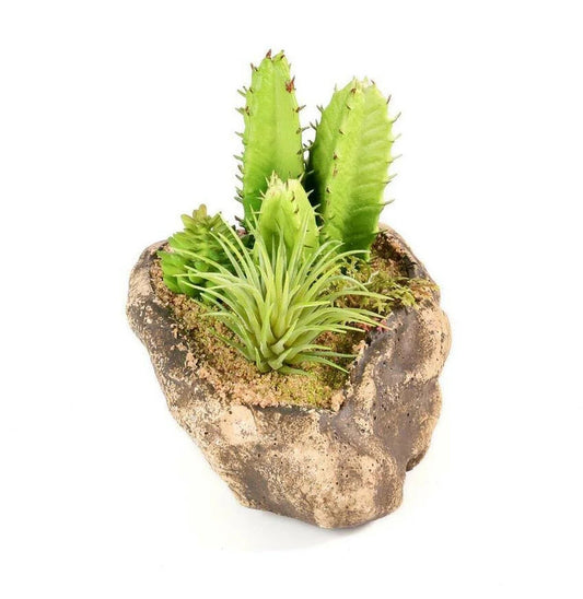 Pangea Succulent Garden #3 Animals & Pet Supplies Pangea