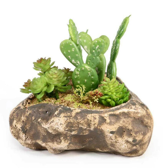 Pangea Succulent Garden #4 Animals & Pet Supplies Pangea