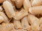 "Papaya" Isopods Cubaris Murina