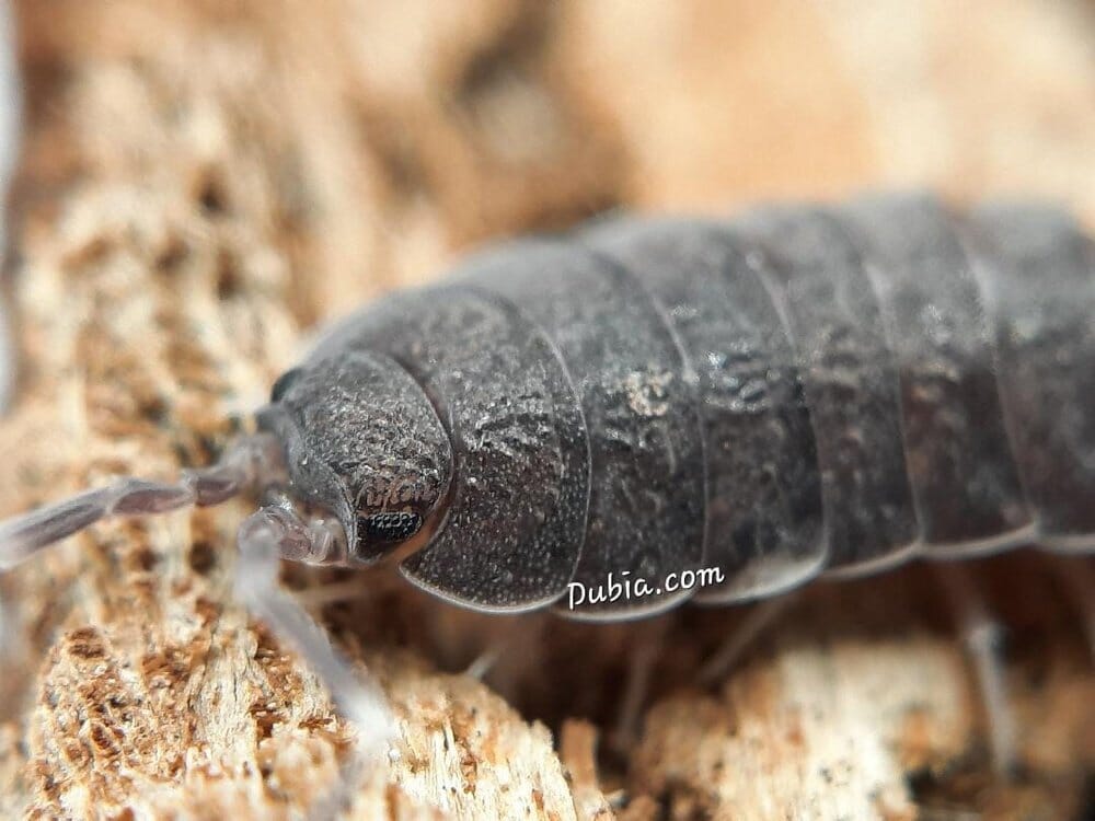 Porcellionides pruinosus "Powder Blue" Isopods Reptile & Amphibian Habitat Accessories DubiaRoaches.com 