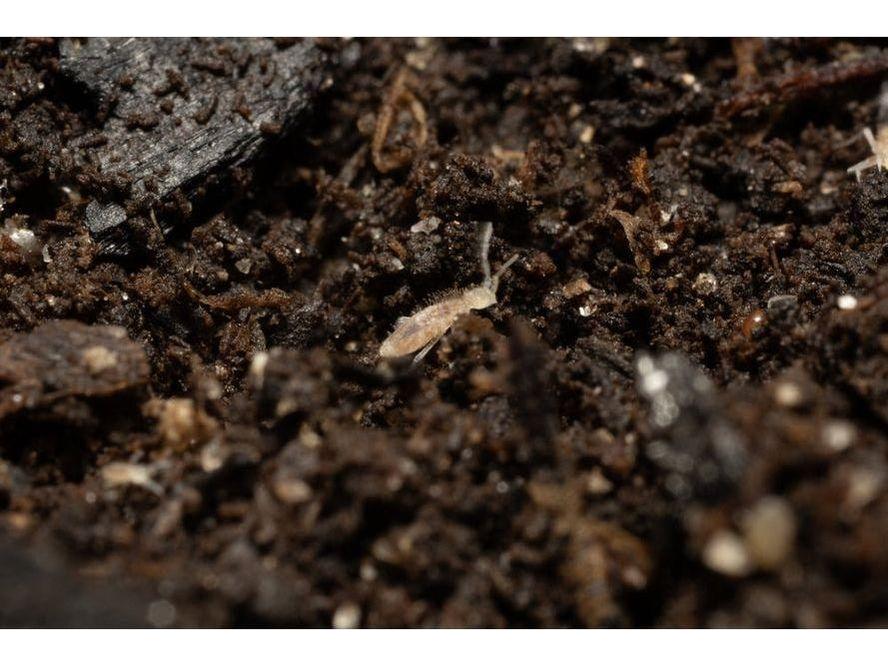 Springtails - Bioactive Tank Cleaners | “Support a Healthy Ecosystem ...