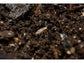 Springtail Starter Culture Tropical Pink Coecobrya cf. tenebricosa