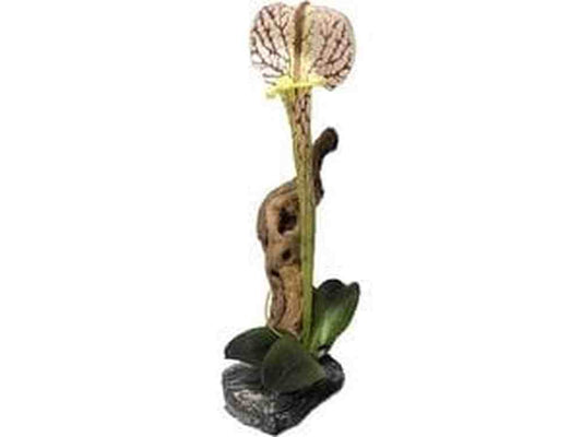 Pitcher Plant with Driftwood