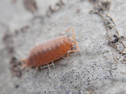 Porcellionides pruinosus "Powder Orange" Isopods DubiaRoaches.com