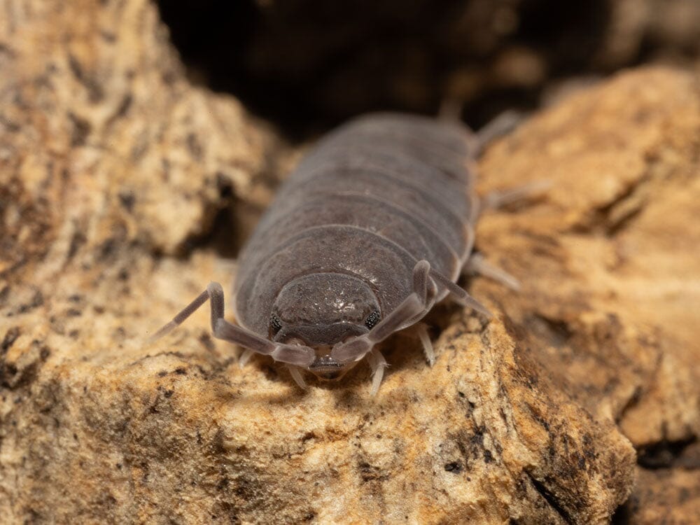 Powder Blue Isopods 25ct Auction Dubia.com 