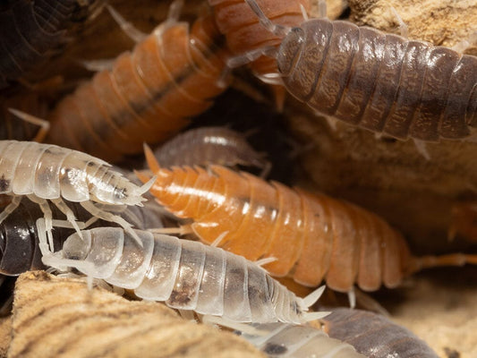 Powder Mix Isopod 25ct Auction