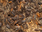 "Powder Mix" Isopods (Porcellionides pruinosus) RPG 