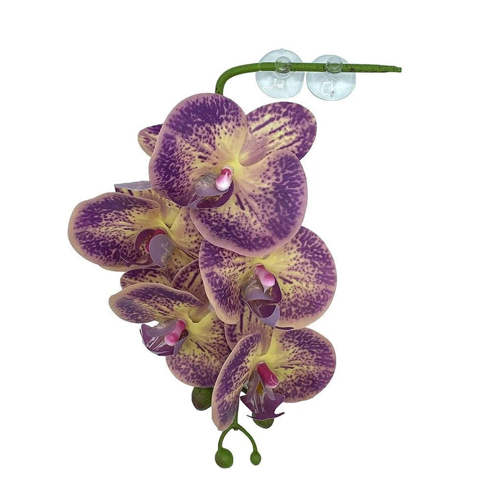 Pangea Hanging Orchid Purple & Yellow