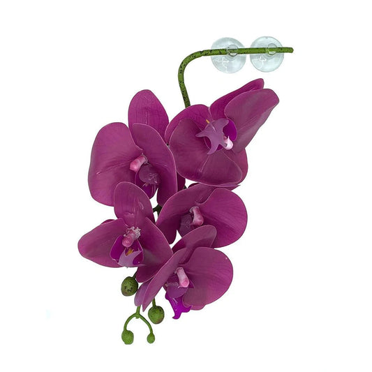 Pangea Hanging Orchid Purple Animals & Pet Supplies Pangea