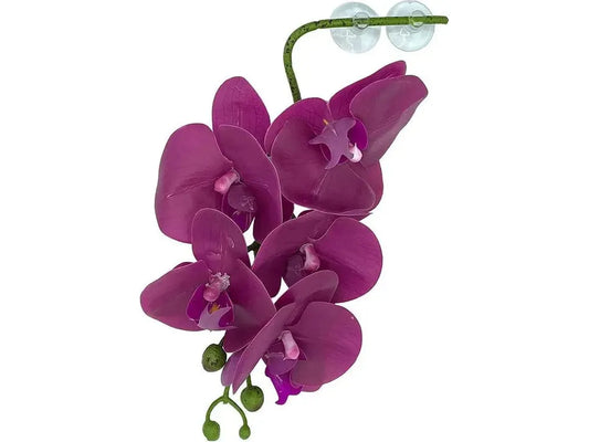 Pangea Hanging Orchid Purple Animals & Pet Supplies Pangea