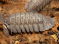 "Rough Roly Poly" isopods (Armadillidium peraccae) RPG 
