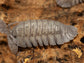 "Rough Roly Poly" isopods (Armadillidium peraccae) RPG 