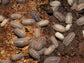 "Rough Roly Poly" isopods (Armadillidium peraccae) RPG 