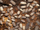 "Rough Roly Poly" isopods (Armadillidium peraccae) RPG 