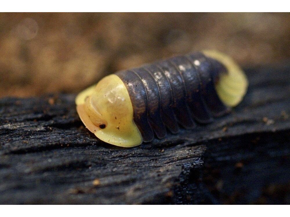 Rubber Ducky Cubaris sp. 5ct Auction