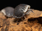 "Sevilla" Isopods (Porcellio) RPG 