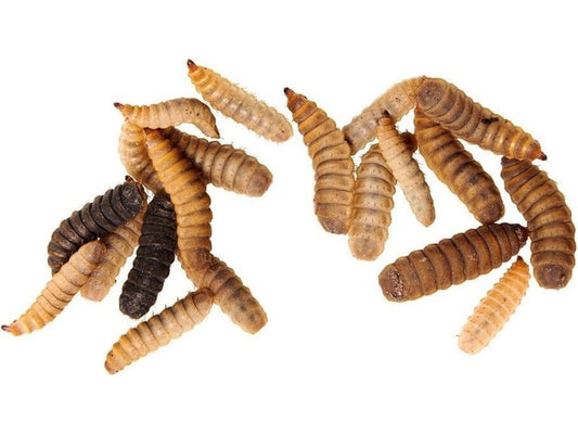 200 Free Medium NutriGrubs (BSFL) Reptile & Amphibian Food DubiaRoaches.com