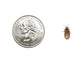Small 3/8" Dubia FREE SHIPPING dubia roaches DubiaRoaches.com